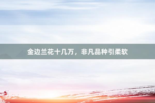 金边兰花十几万，非凡品种引柔软